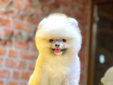 Ayıcık Surat Boo Pomeranian Yavrular