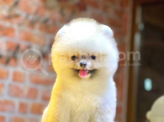 Ayıcık Surat Boo Pomeranian Yavrular görsel
