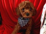 Red Brown Toy Poodle Yavrular