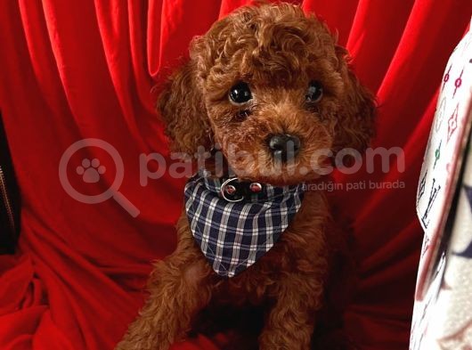 Red Brown Toy Poodle Yavrular görsel