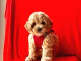 Dizayn Irk Sevimli Maltipoo Yavrular