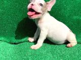 Merle Pi̇ed Erkek Orji̇nal French Bulldog