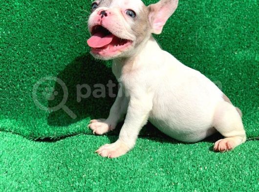 Merle Pi̇ed Erkek Orji̇nal French Bulldog