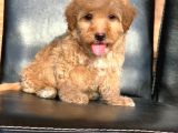 A Kali̇te Red Ve Apri̇cot Malti̇poo Yavrularimiz