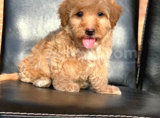 A Kali̇te Red Ve Apri̇cot Malti̇poo Yavrularimiz görsel