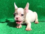 Merle Pi̇ed Erkek Orji̇nal French Bulldog