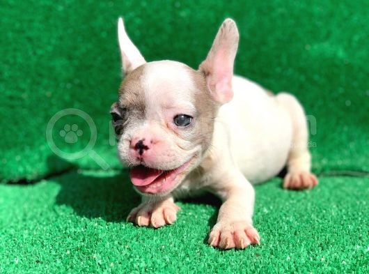Merle Pi̇ed Erkek Orji̇nal French Bulldog görsel