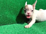 Merle Pi̇ed Erkek Orji̇nal French Bulldog