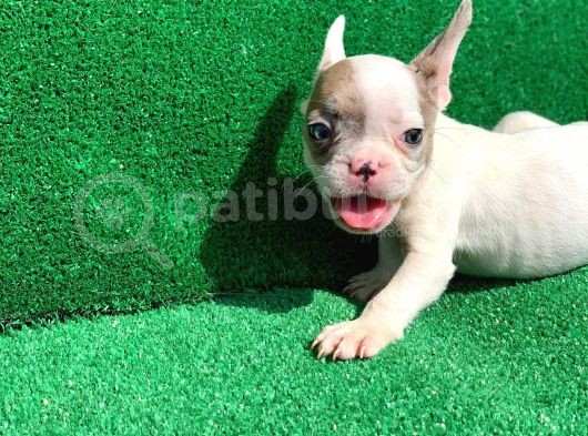 Merle Pi̇ed Erkek Orji̇nal French Bulldog görsel