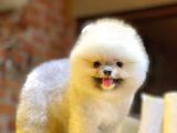 Ayıcık Surat Boo Pomeranian Yavrular