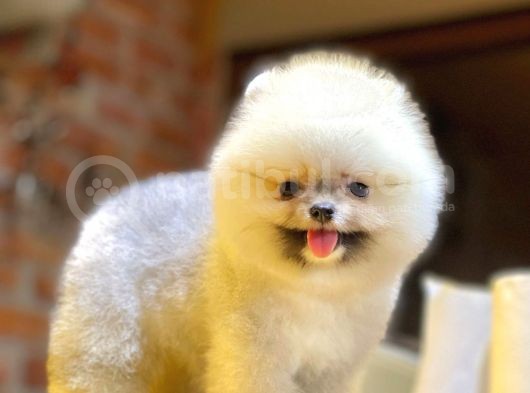 Ayıcık Surat Boo Pomeranian Yavrular görsel