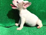 Merle Pi̇ed Erkek Orji̇nal French Bulldog