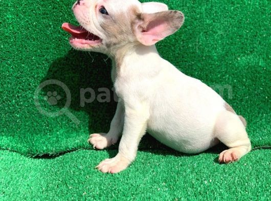 Merle Pi̇ed Erkek Orji̇nal French Bulldog görsel