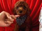 Red Brown Toy Poodle Yavrular