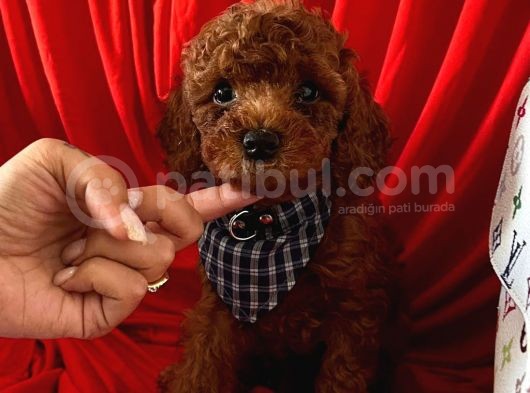 Red Brown Toy Poodle Yavrular görsel