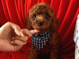 Red Brown Toy Poodle Yavrular