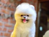 Ayıcık Surat Boo Pomeranian Yavrular