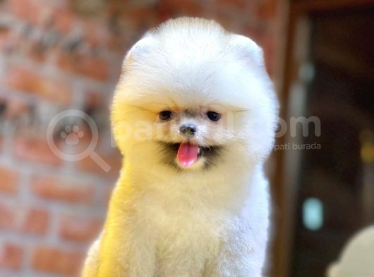 Ayıcık Surat Boo Pomeranian Yavrular