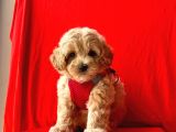 Dizayn Irk Sevimli Maltipoo Yavrular