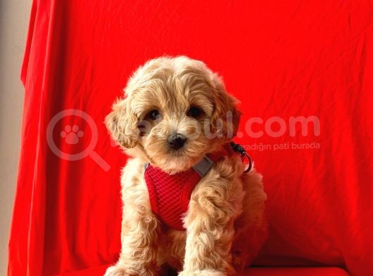 Dizayn Irk Sevimli Maltipoo Yavrular
