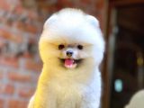 Ayıcık Surat Boo Pomeranian Yavrular
