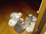 Safkan British Shorthair Yavrular