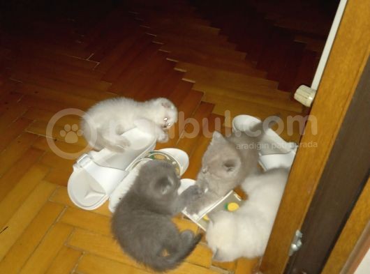 Safkan British Shorthair Yavrular görsel