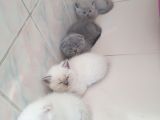 Safkan British Shorthair Yavrular