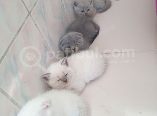 Safkan British Shorthair Yavrular görsel
