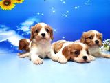 Cavalier King Charles Yavrulari