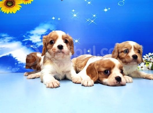 Cavalier King Charles Yavrulari görsel