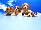 Cavalier King Charles Yavrulari