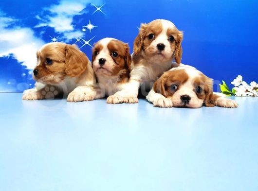 Cavalier King Charles Yavrulari görsel
