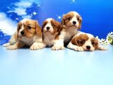 Cavalier King Charles Yavrulari