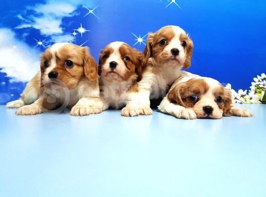 Cavalier King Charles Yavrulari görsel