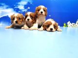 Cavalier King Charles Yavrulari