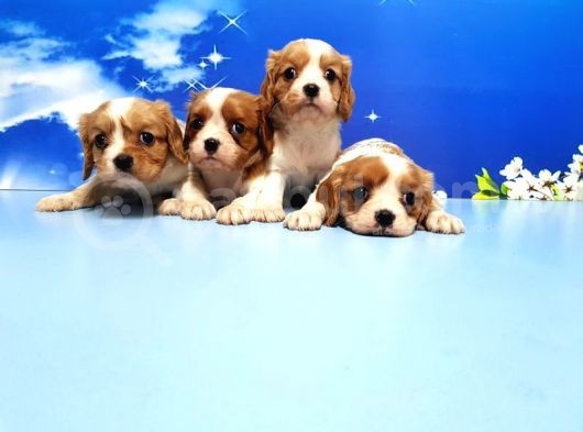 Cavalier King Charles Yavrulari