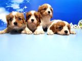 Cavalier King Charles Yavrulari
