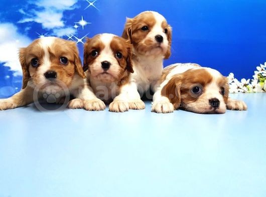 Cavalier King Charles Yavrulari görsel