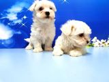 Maltese Terri̇er Yavru