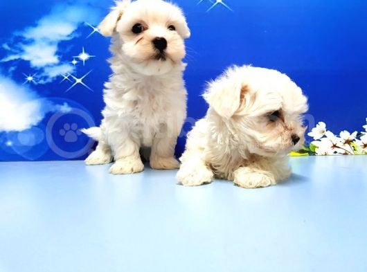 Maltese Terri̇er Yavru görsel