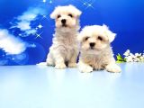 Maltese Terri̇er Yavru