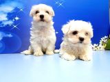 Maltese Terri̇er Yavru