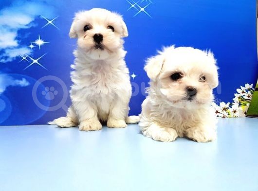 Maltese Terri̇er Yavru