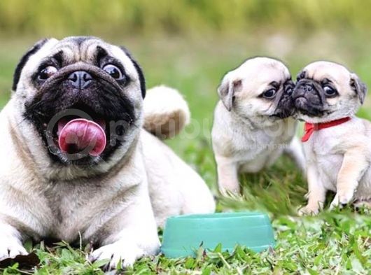 Antalya Mükemmel Kali̇te Pug Bebek Yüzlü görsel