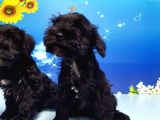 Minyatür Schnauzer Yavrular