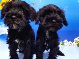 Minyatür Schnauzer Yavrular