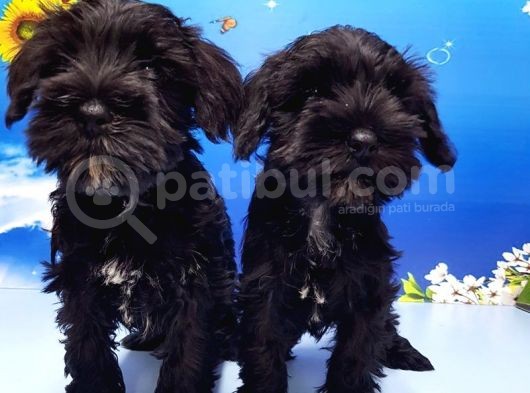 Minyatür Schnauzer Yavrular görsel