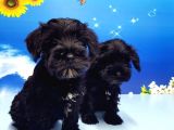 Minyatür Schnauzer Yavrular