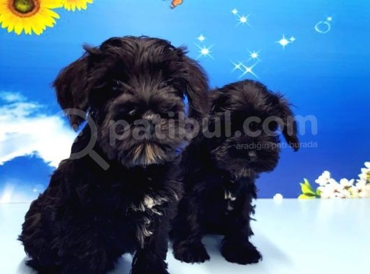 Minyatür Schnauzer Yavrular görsel